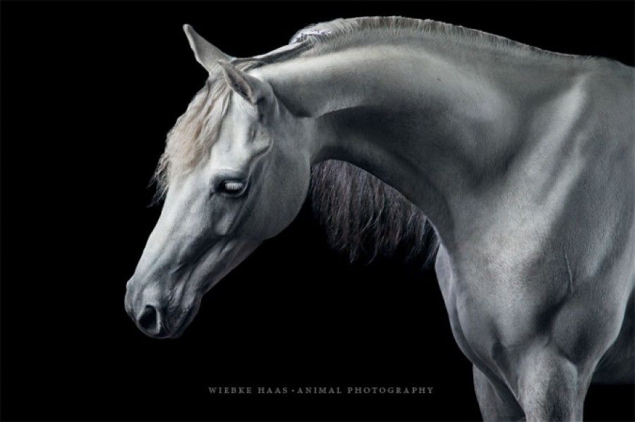 Csodálatos fotók lovakról - nincs náluk méltóságteljesebb lény!