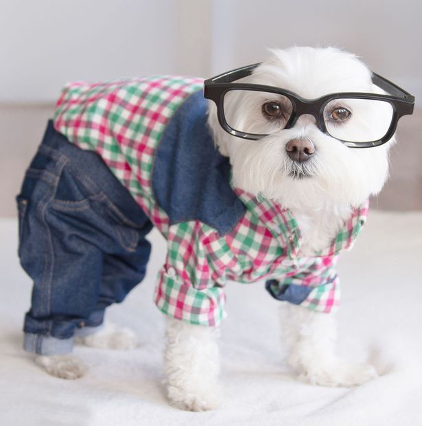 Hipster kutyus az internet sztárja