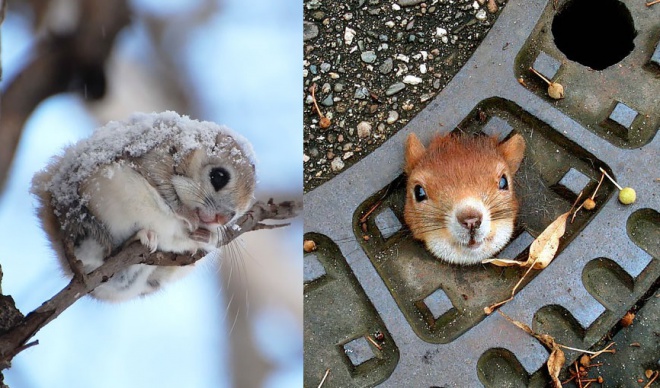 15 hihetetlenül cuki mókus