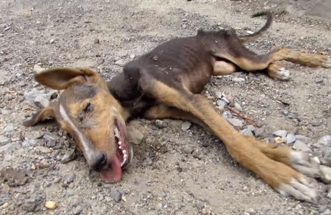Haldokló kutyus csóválja a farkát, jelezve az állatmentőknek
