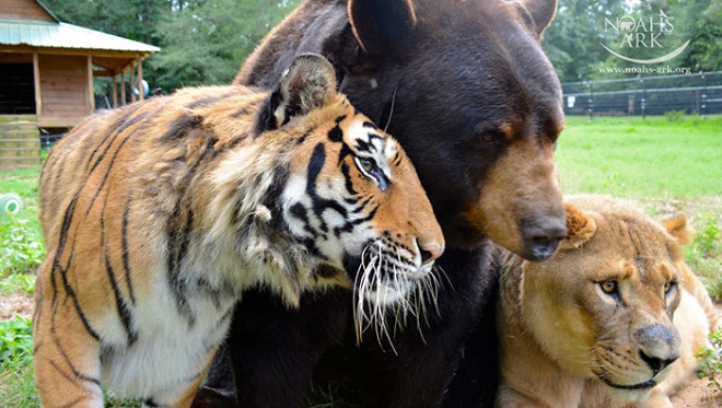 Tigris, oroszlán és medve legjobb barátok