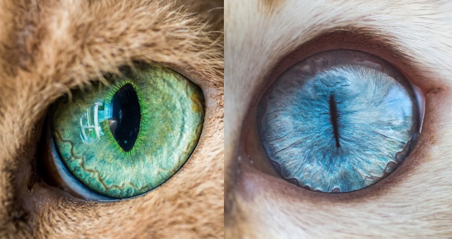 15 makrofotó macskaszemekről