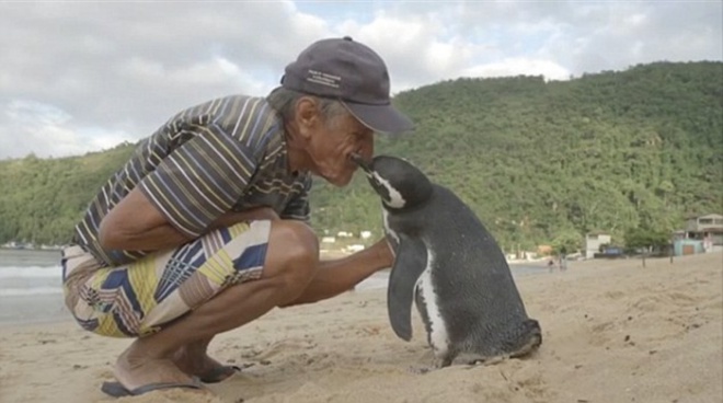 Hálás pingvin