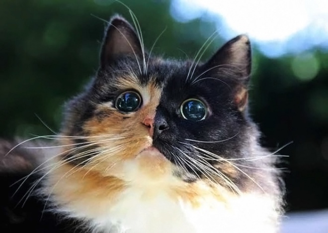 Vak cica hihetetlen szemekkel