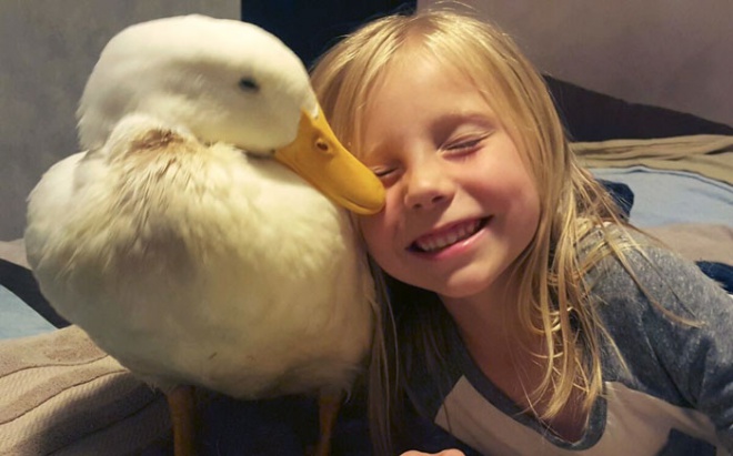 5 éves kislány nevelte fel a kacsát, aki az anyukájának hiszi őt