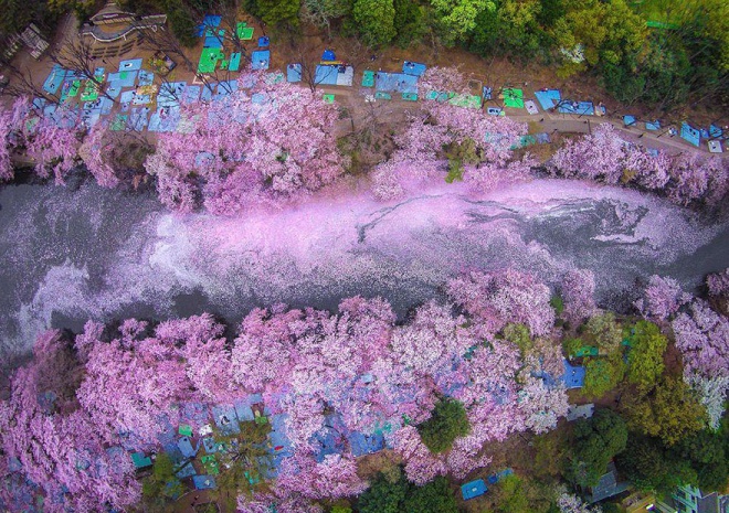 National Geographic képei a páratlan cseresznyefa virágzásról
