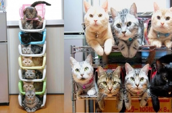 15 briliáns mód macskáid tárolására