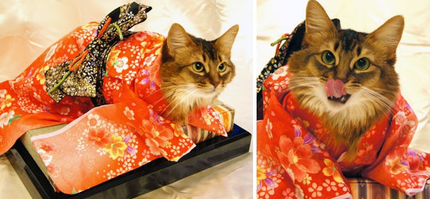 Macskák kimonoban