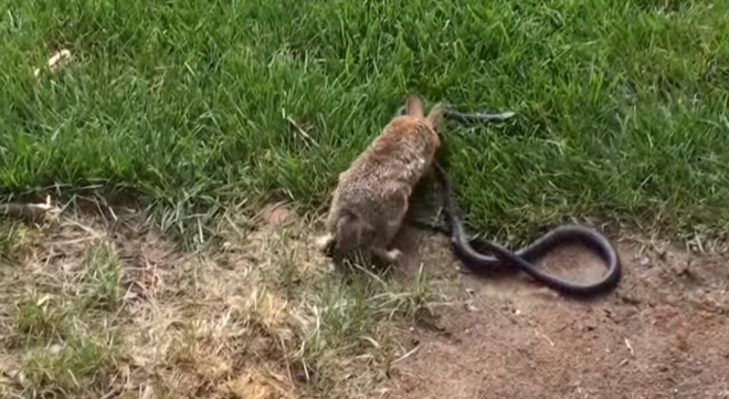 Anyanyuszi megküzd a kígyóval
