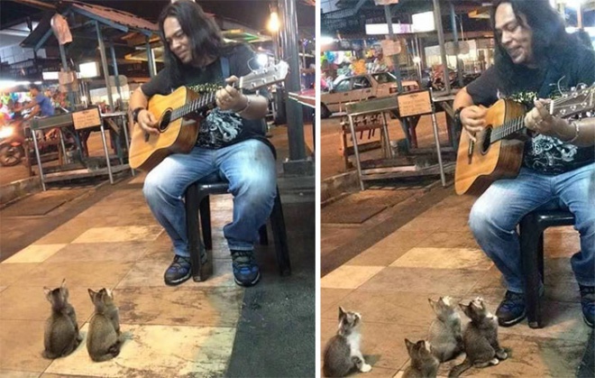 Zenekedvelő cicusok