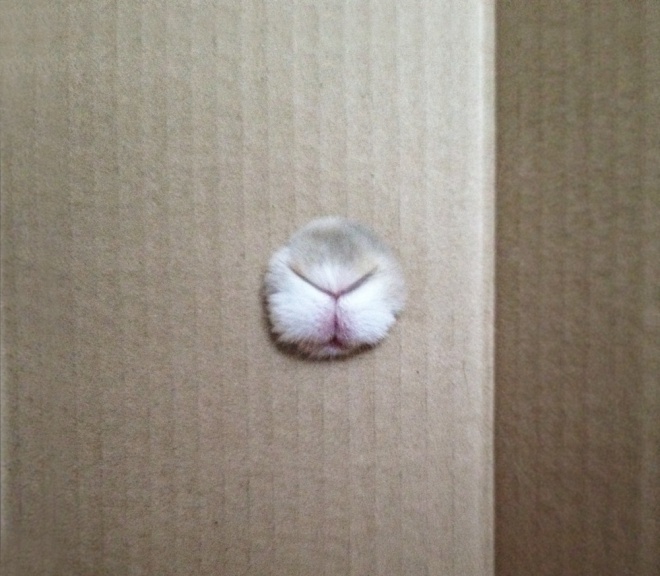 Ki bujkál a dobozban?