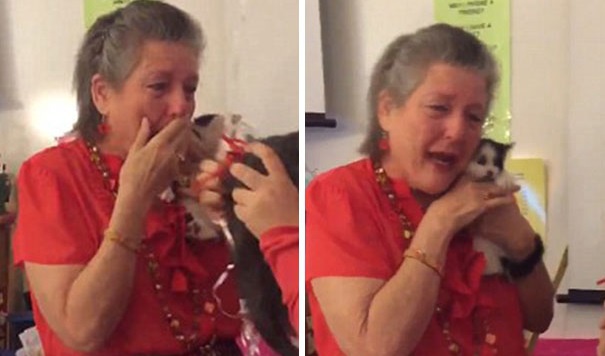 A tanár elvesztette 16 éves cicáját, a diákok meglepték 2 kicsivel