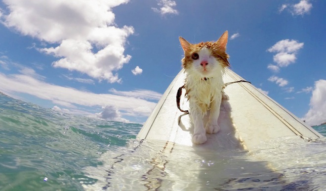 Félszemű cica, aki imád szörfözni