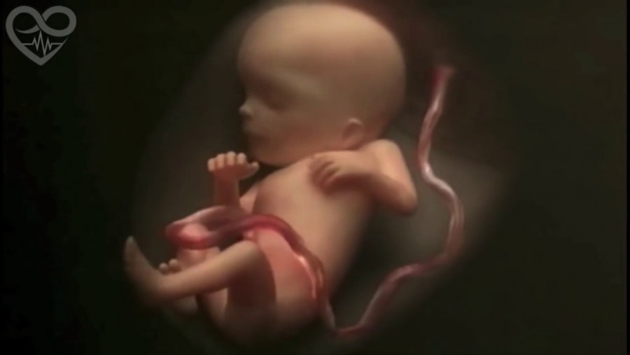 9 hónap terhesség négy percben - lenyűgöző videó az élet születéséről!