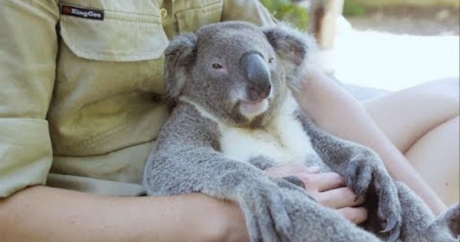 Ez a kis koala jól tűri a kényeztetést!